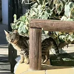 Rural Cristi